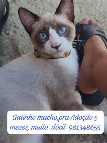 Gatinho macho pra Adoção 