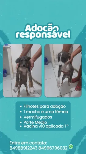 Doa-se filhotes