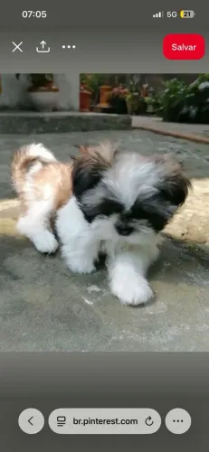 Shihtzu Filhotinho que conquista no primeiro olhar