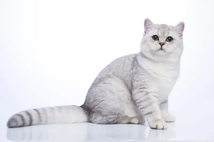 British Shorthair Chinchilla