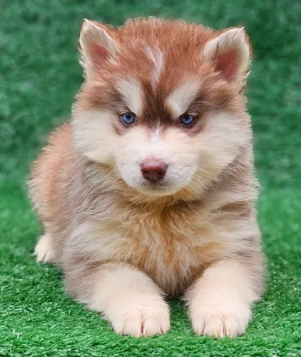 Husky siberiano com PEDIGREE registrado pelagem wolly já vacinados