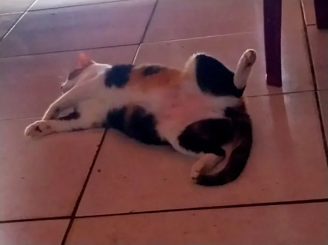 Estou doando uma gatinha 