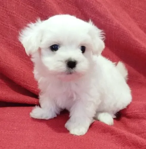 Maltês Baby Face
