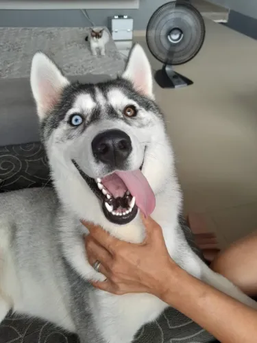 Husky siberiano femia