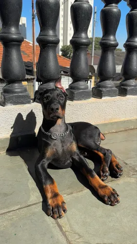 Doberman