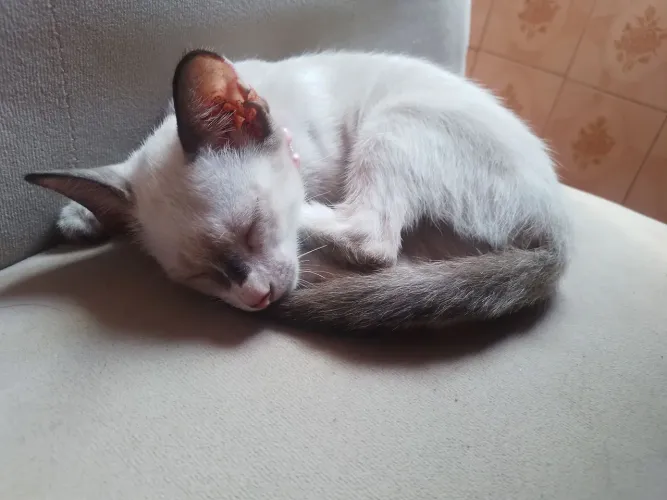 Adoção Responsável: Gatinha Disponível para Doação