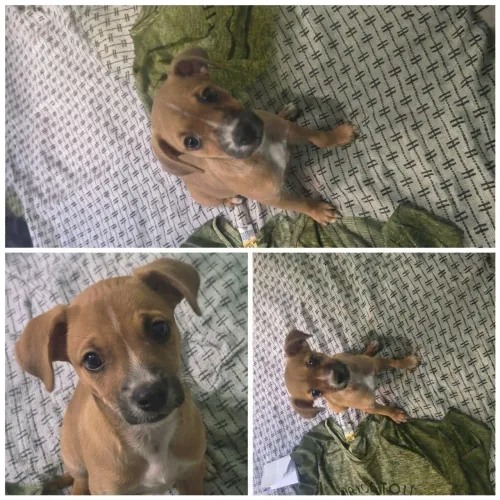 Filhote de cachorro