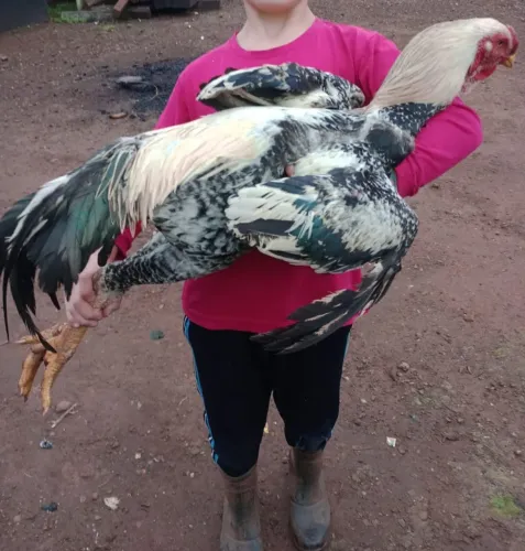 Vendo galinhas raça indio gigante
