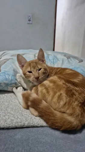 Doação gato laranja macho