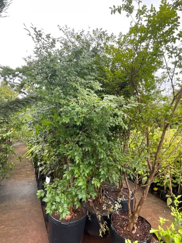 Jabuticaba Sabará 