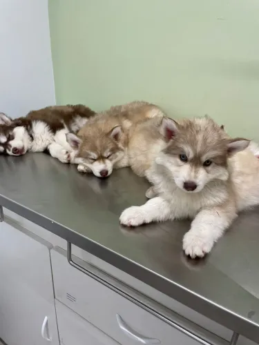 HUSKY WOOLY UMA EXPLOSÃO DE FOFURA!