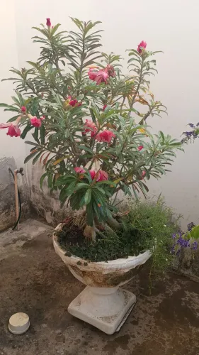 Matriz de Rosa do Deserto dobrada