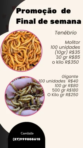 Tenebrio gigante