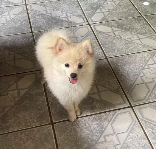 Cachorro Splitz alemão