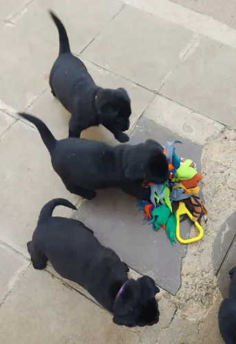 Labrador Black Fêmea