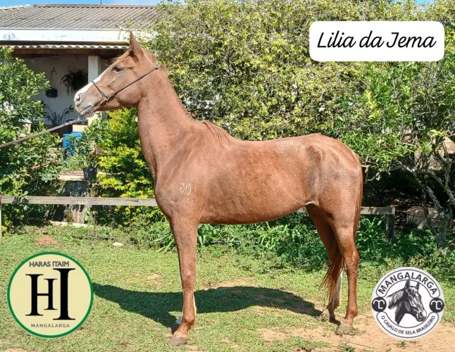 Vendo égua com prenhez confirmada.