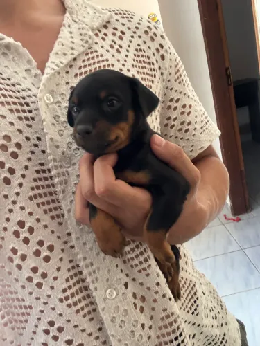 Pinscher 1