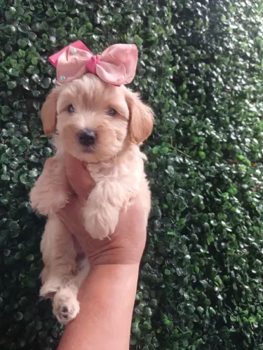 Poodle toy macho e femea