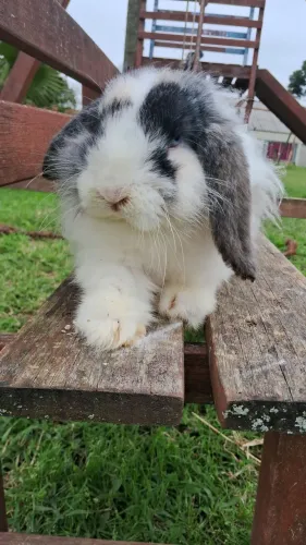 Reprodutor Macho Mini Lop Olho azul Excelente Genética Adulto