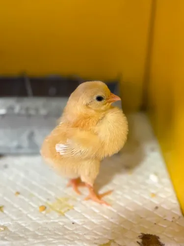 PINTINHOS DE SERAMA PUROS - MENOR RAÇA DE GALINHA DO MUNDO!
