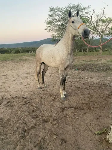 Egua mangalarga sem papel