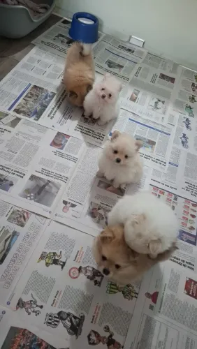 Lulu da Pomerânea mini e anaozinho