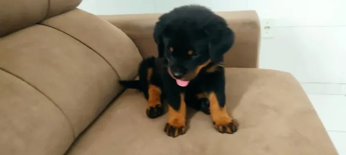 Cachorro rotwale