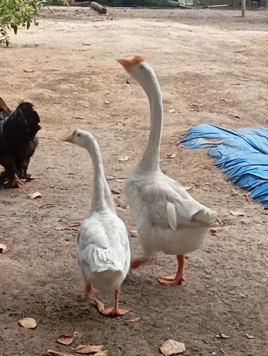 Casal de ganso sinaleiro chinês branco
