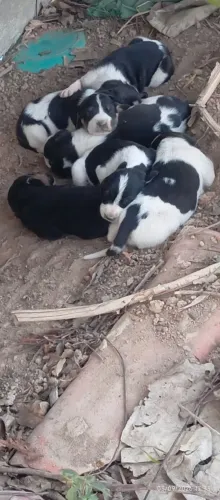 Vendo filhotes de cachorro americano