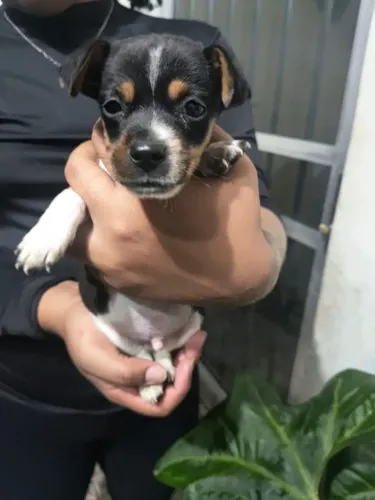 Fox Paulistinha. Preço promocional.Último disponível.