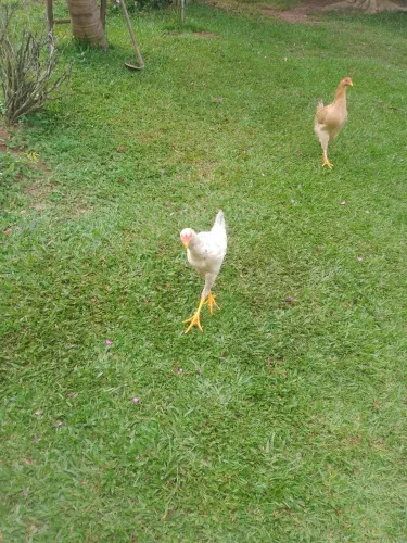 Frangos caipira mestiços