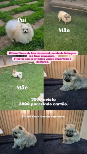 Spitz alemão anão