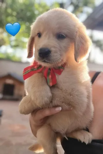 Golden Retriever,Golden Retriever Filhote Selecionado Alta Procedência