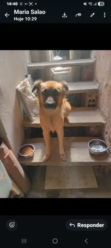 Lindo cachorro pra adoção 
