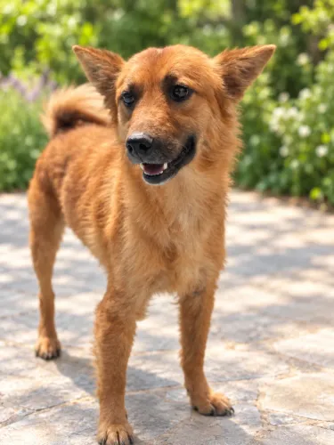 Cachorro (fêmea) para adoção