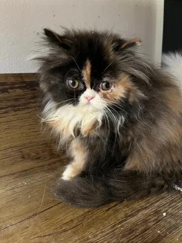 Filhotes de gato persa vacinados e pedigree
