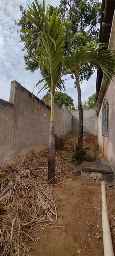 Vendo palmeiras imperial 