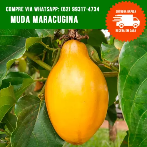 Muda de Maracujá Doce Maracujina Maracugina