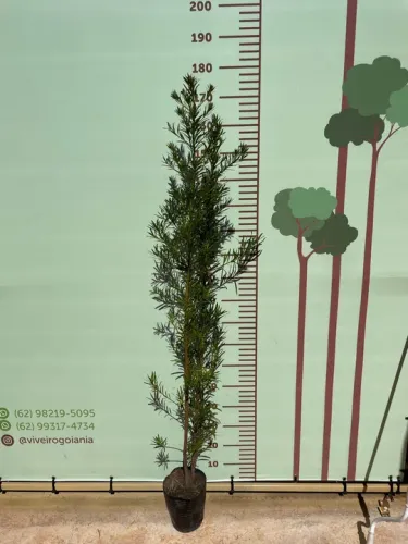 Mudas de Podocarpus com 1,70 Metros