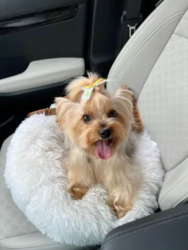 Filhote Yorkshire Terrier, Patinhas pequenas, amor sem fim!