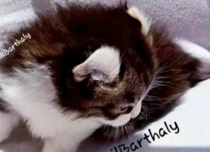 Filhote American Curl, Scottish Fold, bem diferentes de Persa10x197 cabe no Seu bolso