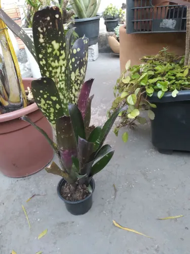 Linda Bromelia aleluia rara exótica p coleção