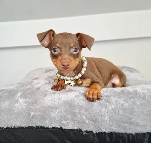 Pinscher miniatura fêmea chocolate- Cor rara com garantia em contrato e loja física