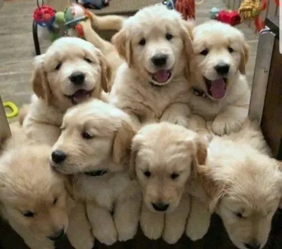 Golden retriever machos pedigree vacinados