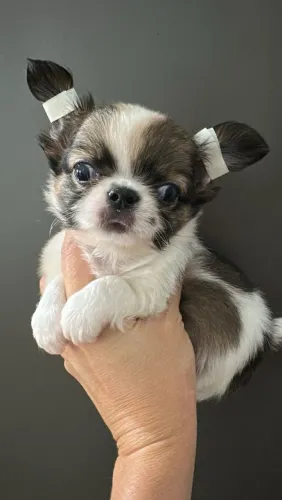 Chihuahua - Lindo filhote com Padrão Perfeito
