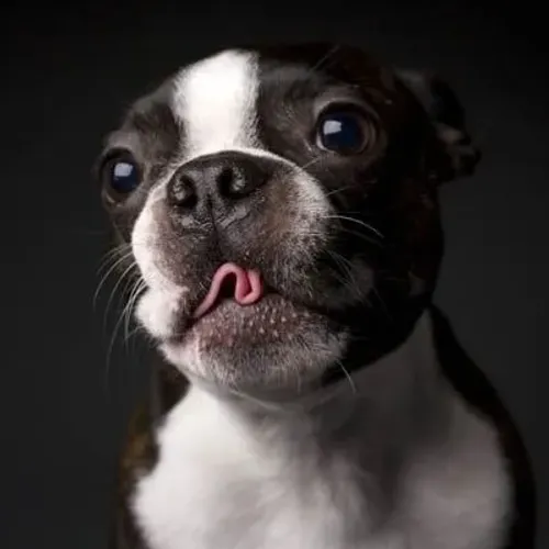 Dócil Boston Terrier disponíveis! 