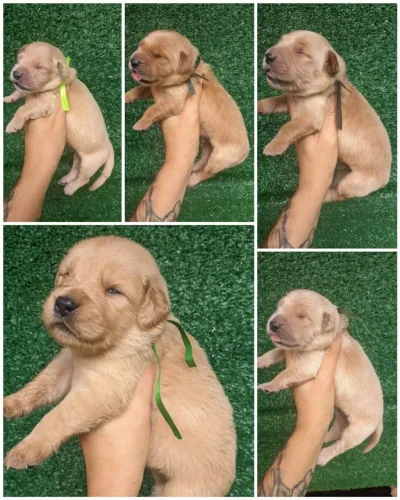 Lindos bebês da raça Golden retrivier disponível para reserva caso tenha interesse chamar 