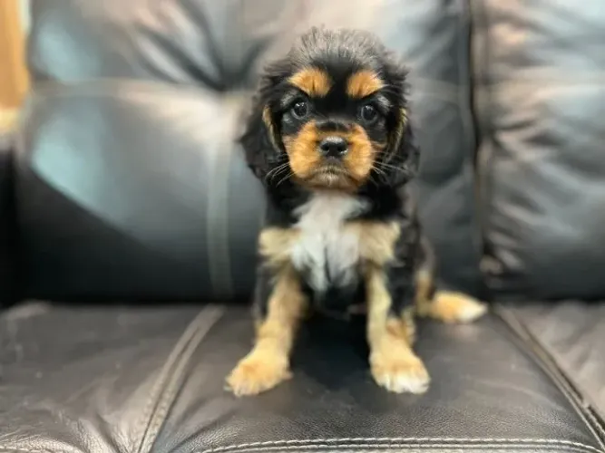 Mini Cavalier King Fêmea - Carinho e estrutura