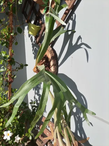 Samambaia Planta Aérea - Chifre de veado Rara