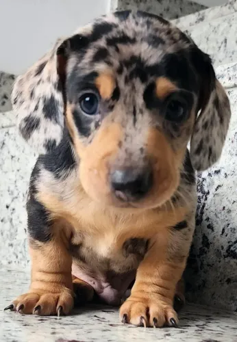 Dachshund - Macho e Fêmea Disponíveis. O Salsicha!!!  